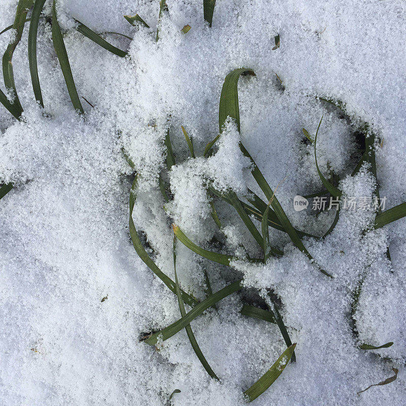 新鲜的雪在长草