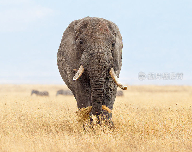 非洲坦桑尼亚恩戈罗戈罗热带草原上的非洲象