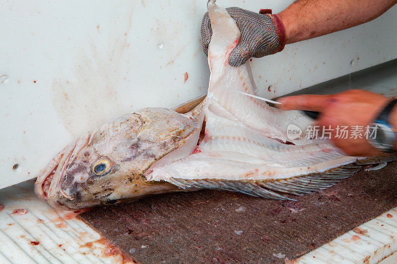 来自美国阿拉斯加州苏厄德的渔民正在清理每日捕获的鱼…大鱼大