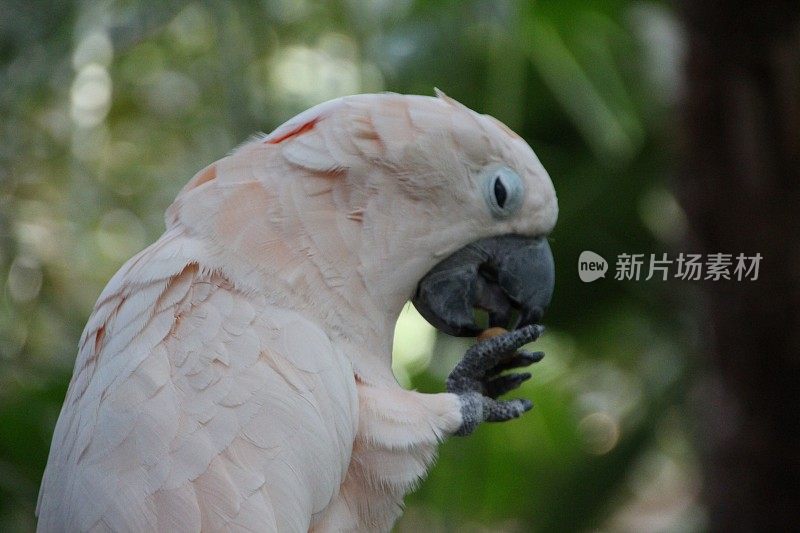 凤头鹦鹉在吃坚果