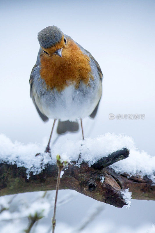 罗宾(红心rubecula)