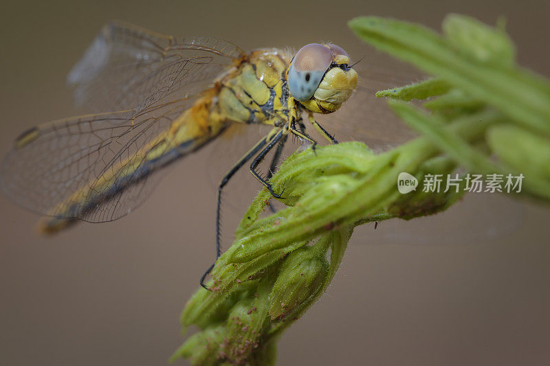 一朵花中的蜻蜓