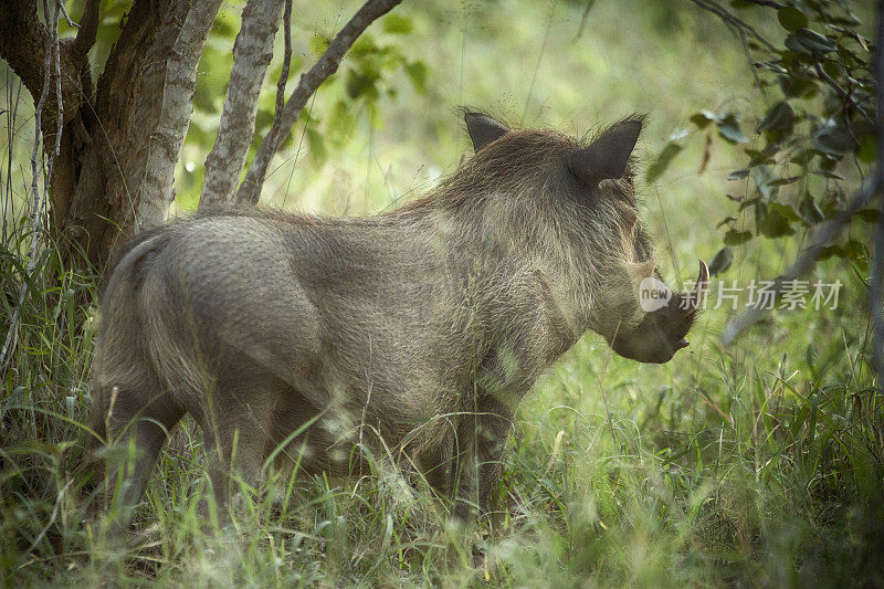克鲁格野生动物保护区的疣猪