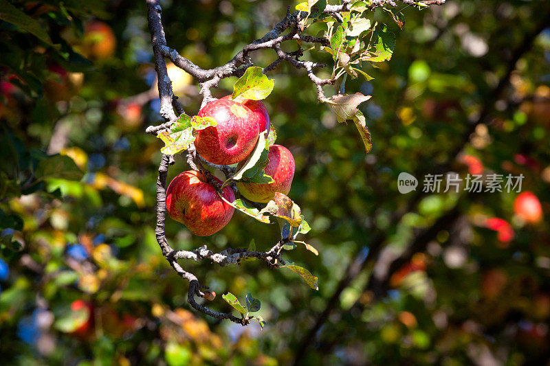 秋天苹果树上成熟的苹果