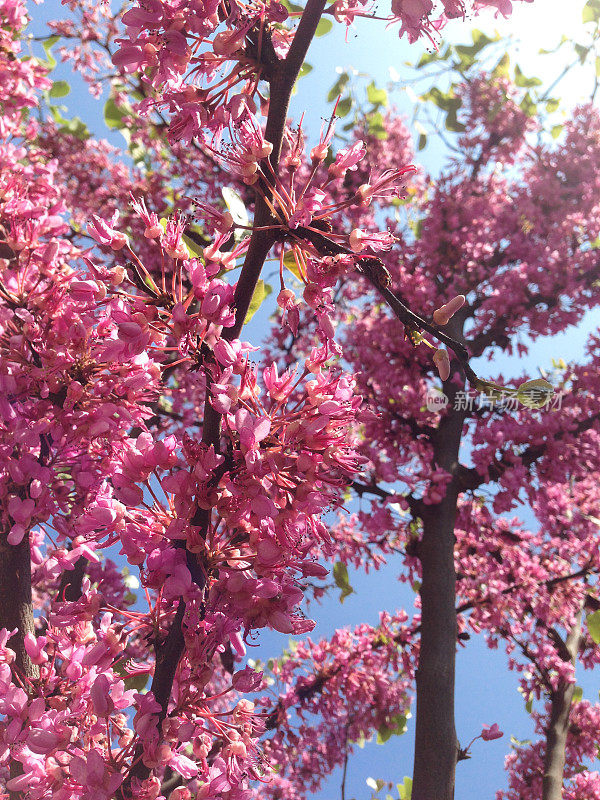 盛开在树上的紫色的丁香花