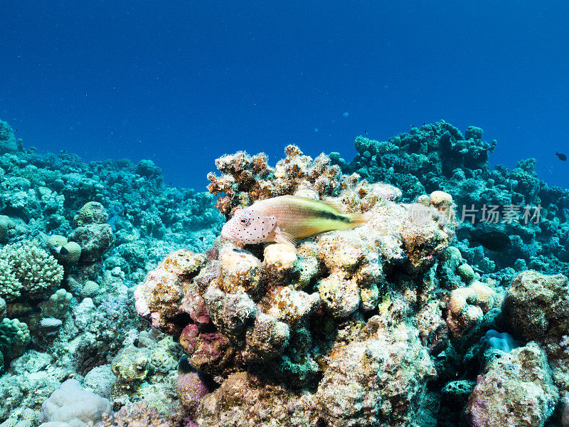 埃及红海北部暗礁上的黑暗面鹰鱼