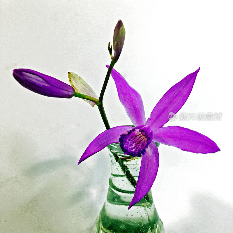 紫色的野生兰花