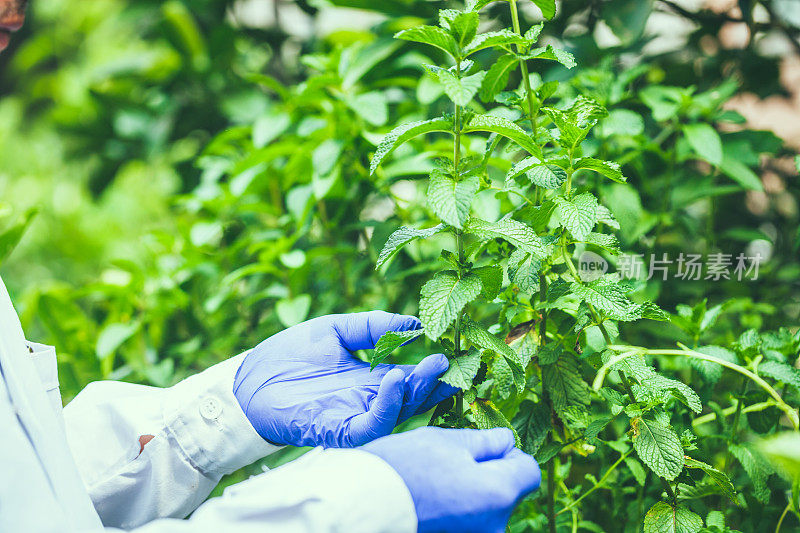 研究人员手持薄荷植物