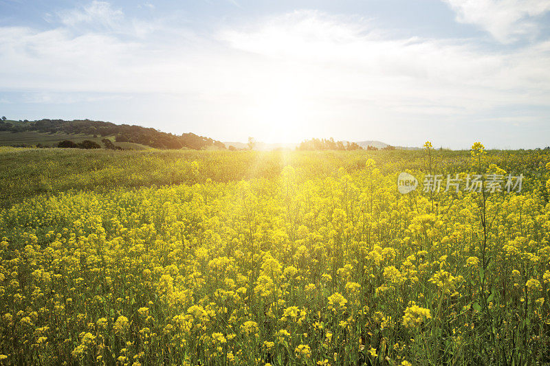 春日黄花满地