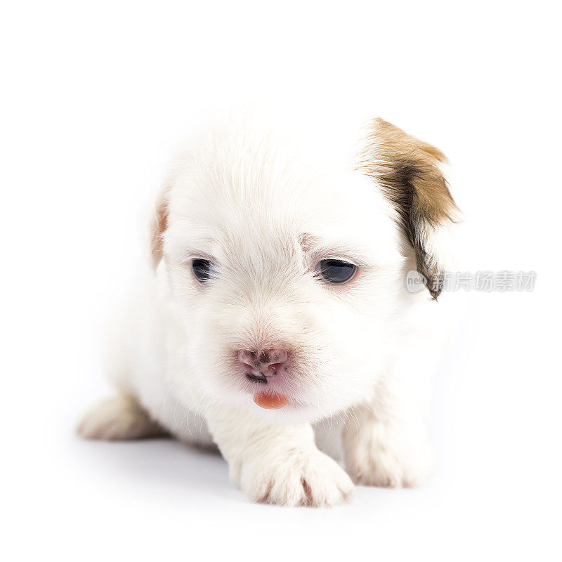 新生幼犬孤立在白色背景上