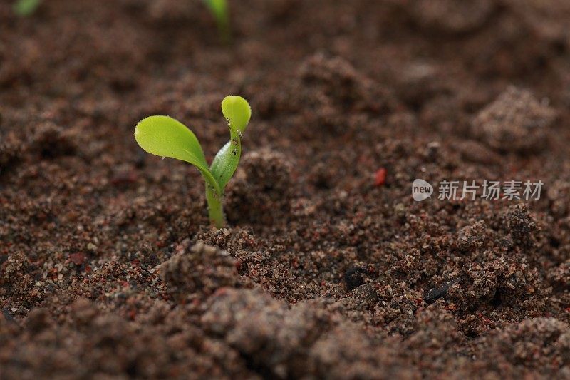 小春芽在土壤中生长