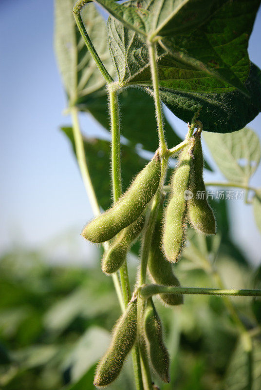 大豆豆荚和叶片