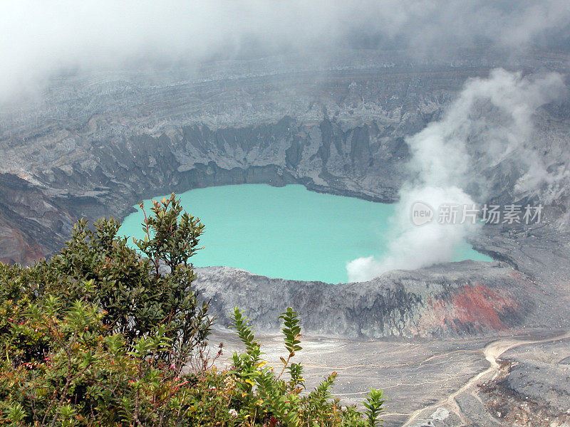 Poas火山口和花