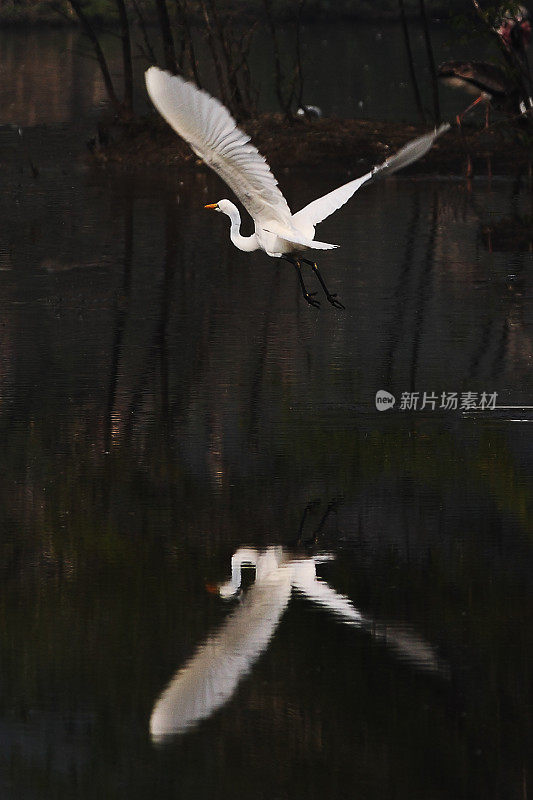 大白鹭在水上飞行