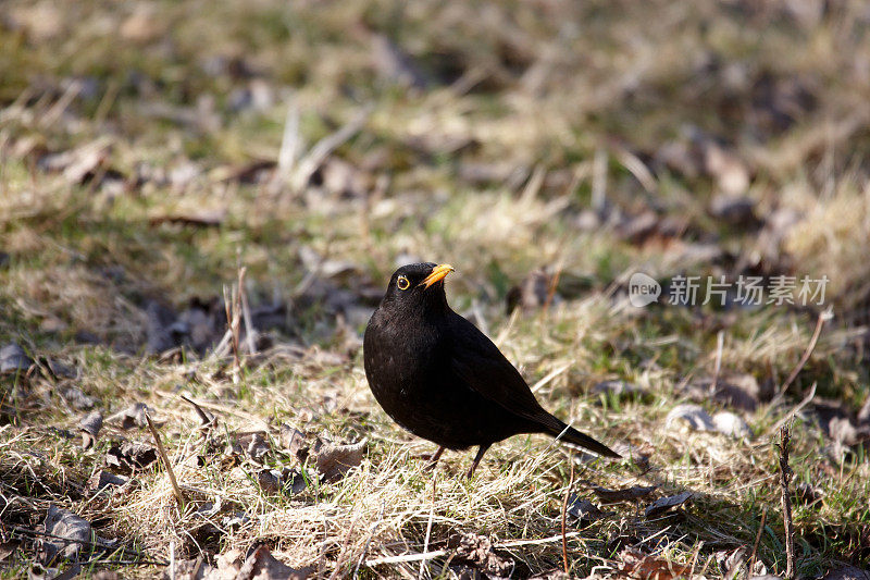 黑鸟在长满苔藓的草地上