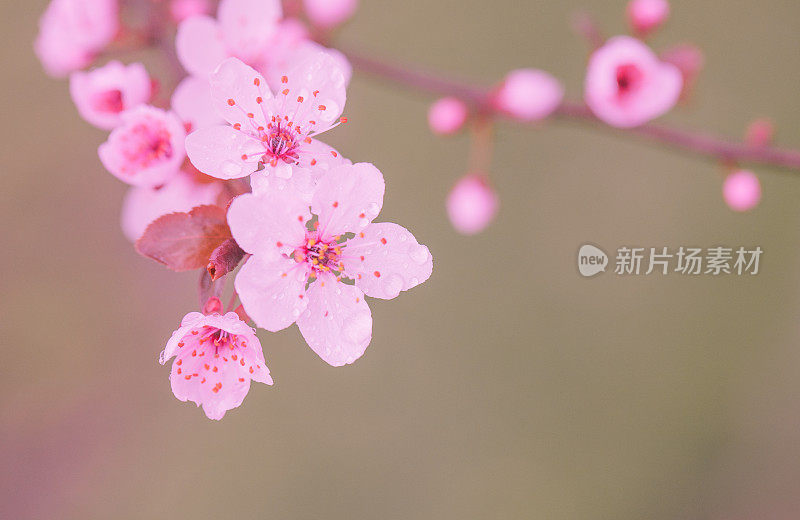 美丽的粉红色樱花正在盛开