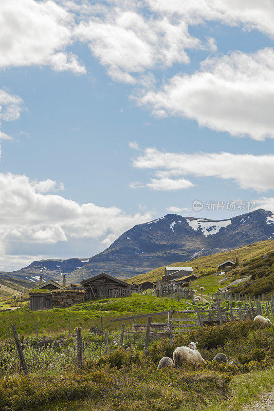 挪威山区牧羊的田园传统夏日农场。