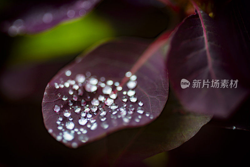 红色的叶子和雨滴