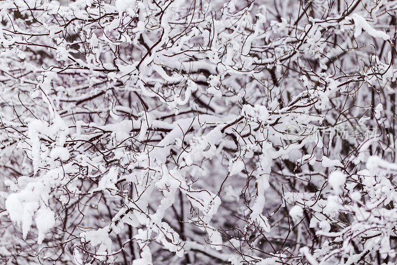 冬雪山茱萸枝