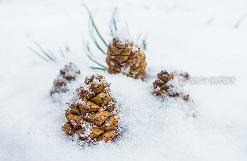 雪中的松果