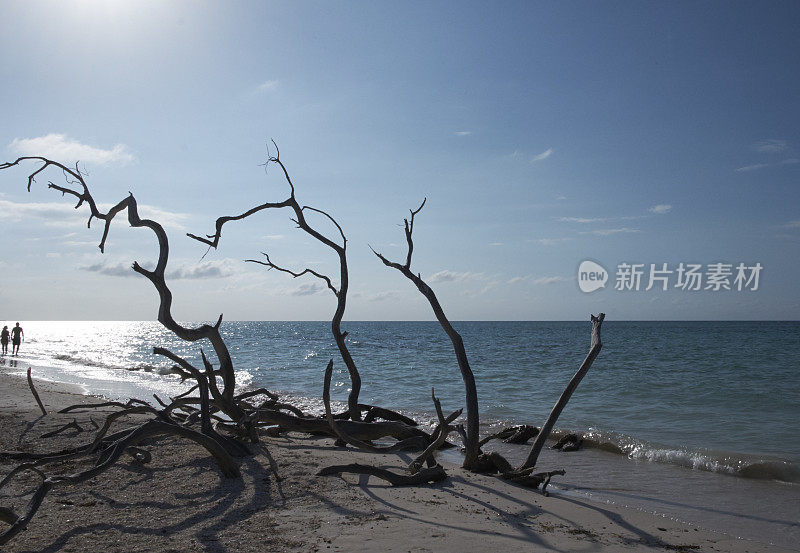 红树林海滩