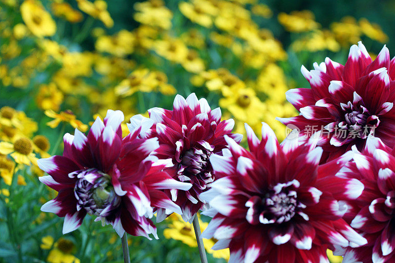 大丽和helenium