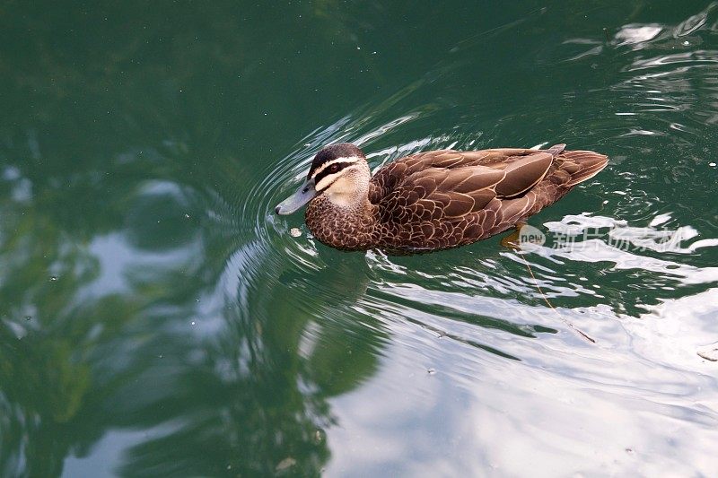 棕色的鸭子在水里游泳