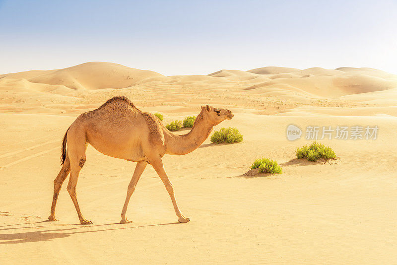 沙丘上的骆驼
