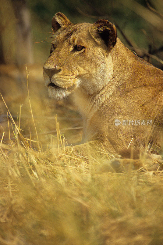 狮子，莫雷米国家公园，博茨瓦纳
