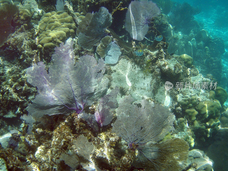 珊瑚和共同海扇海洋保护区龙涎香岛伯利兹