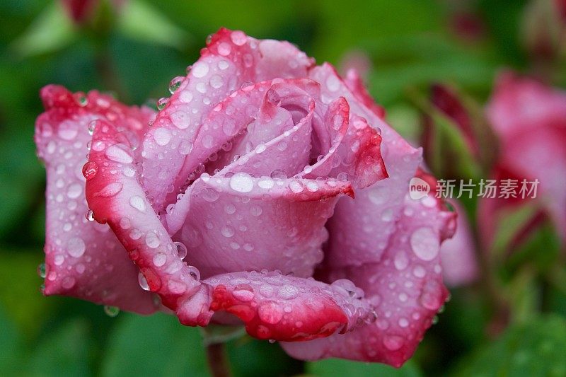 粉红色的玫瑰花瓣和雨滴