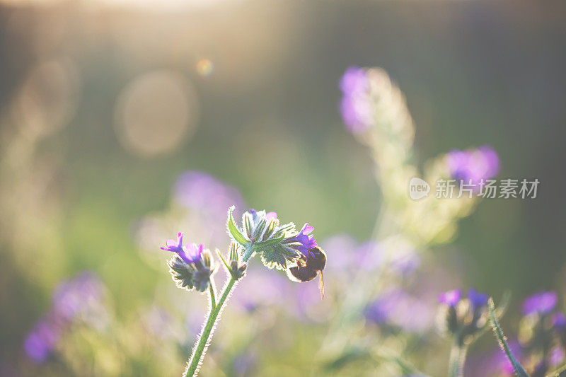 会飞的大黄蜂和夏日的花朵