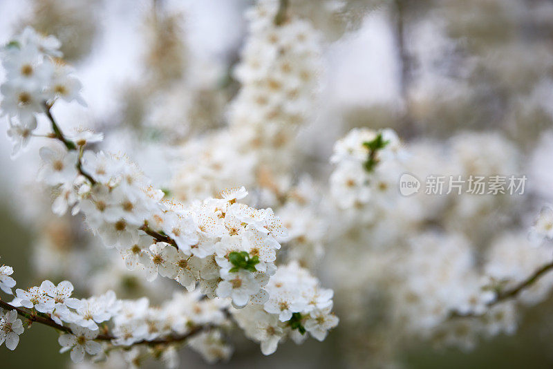 苹果树花