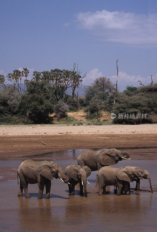 肯尼亚，非洲象在乌索尼罗河里喝水