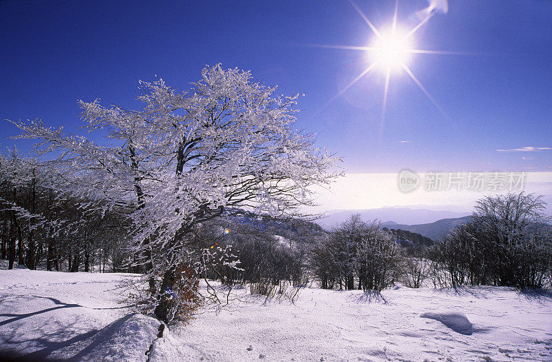 雪的风景