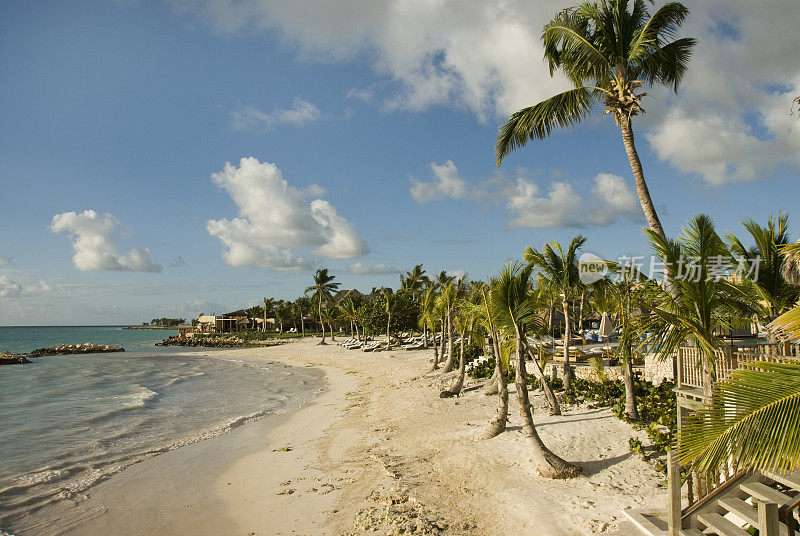 多米尼加共和国蓬塔卡纳热带海滩上的棕榈树