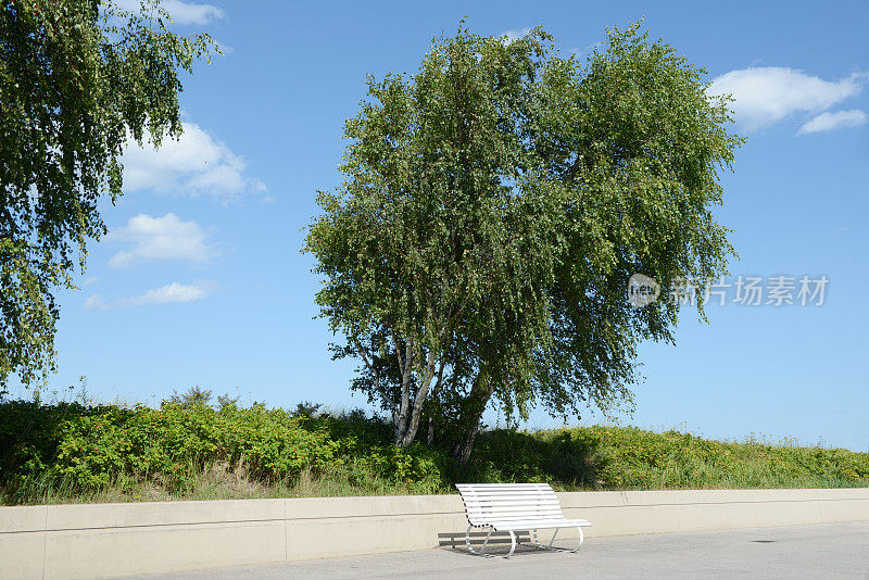 公园长椅下的桦树
