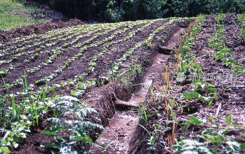 洪都拉斯西奎特佩克附近农田的园艺作物和蓄水沟