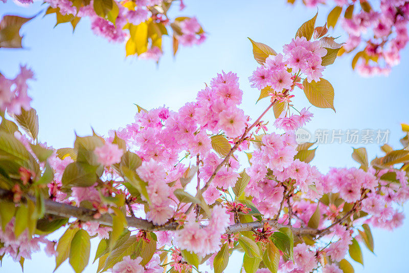 樱花。小樱。