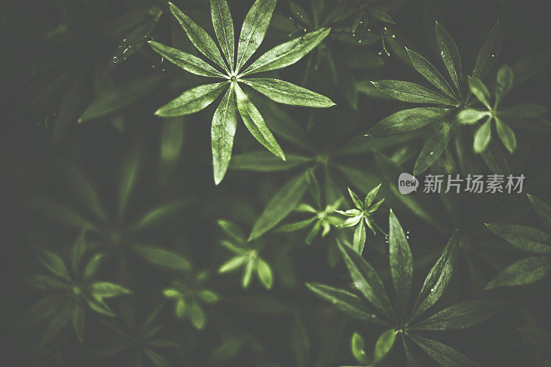 黑暗中的绿色木犀草