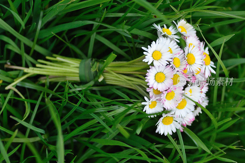 黛西的花束