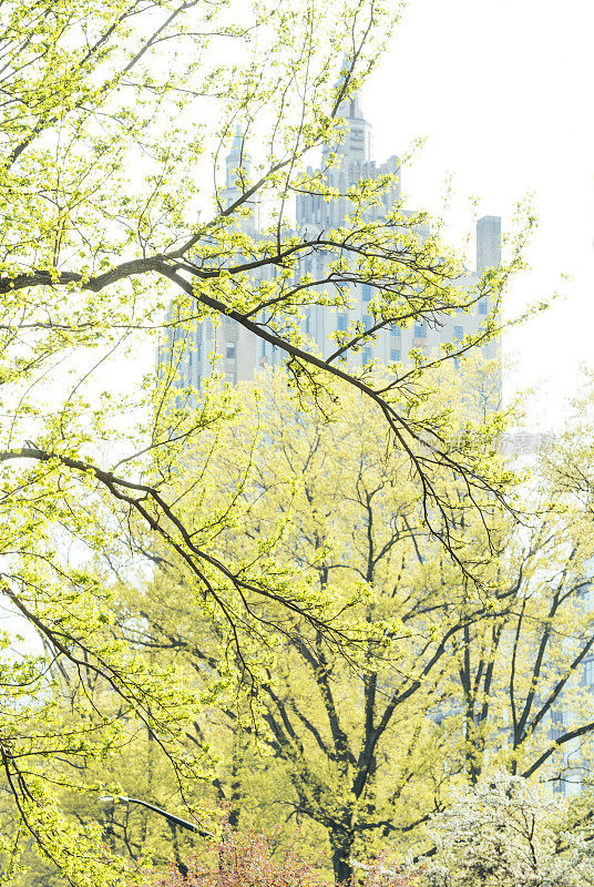 纽约中央公园西部的春树