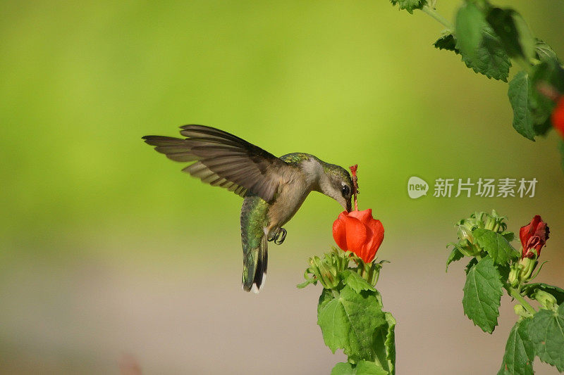 羊蜂鸟