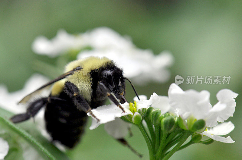 白花上的大黄蜂