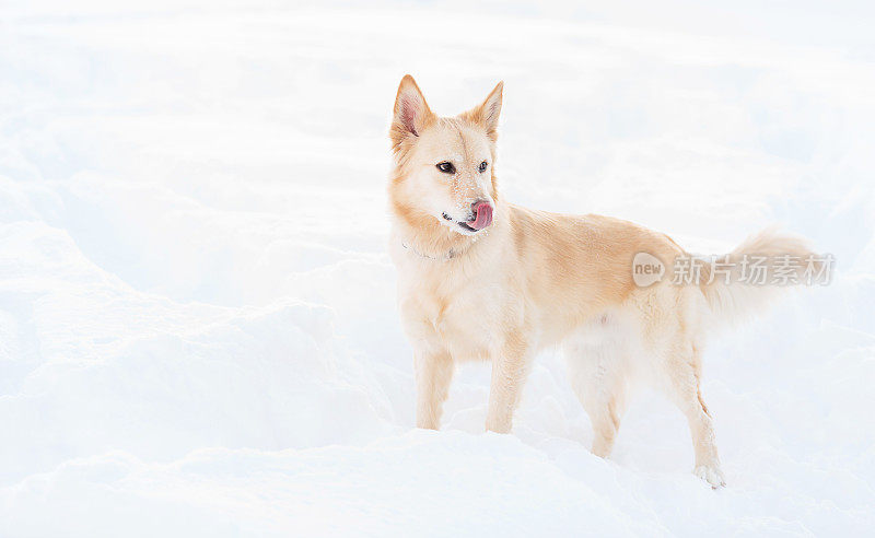 澳大利亚混合牧羊犬