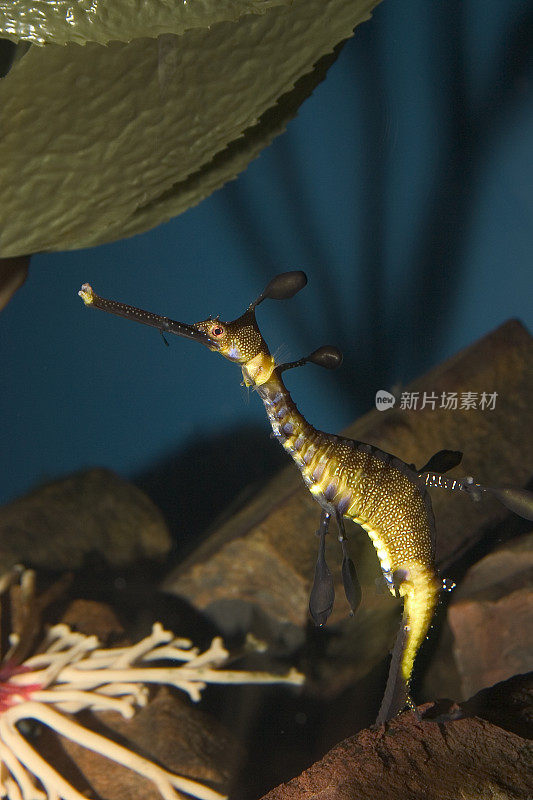 新奥尔良水族馆-海马