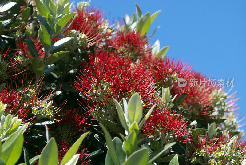 新西兰Pohutukawa