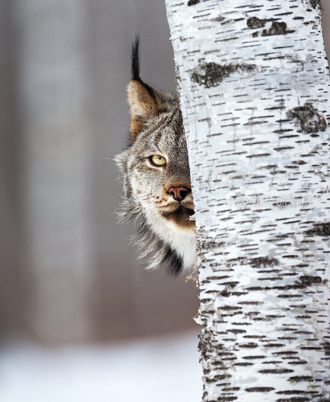 隐藏在桦树后面的加拿大山猫。