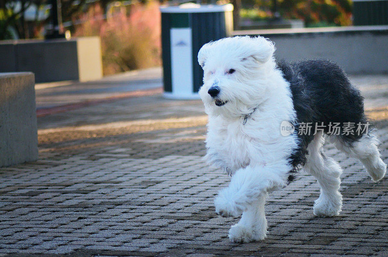 古英国牧羊犬追逐球