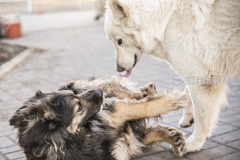 两只狗，纯种牧羊犬和混合品种的一只，在白俄罗斯的乡村农场玩耍和打架